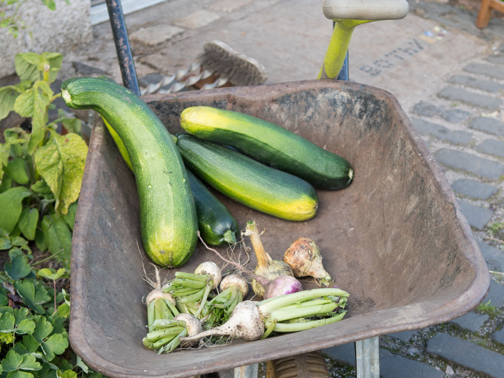 Community Gardens at Lambhill Stables